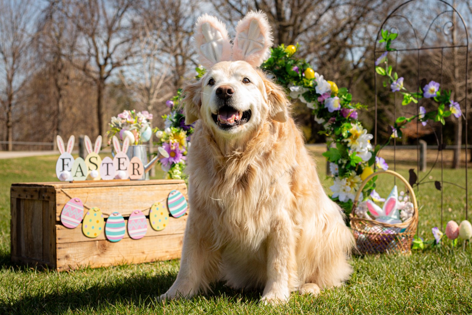 Golden retriever wearing bunny ears at Kota's Visual Vibes 2025 Easter pet photo event