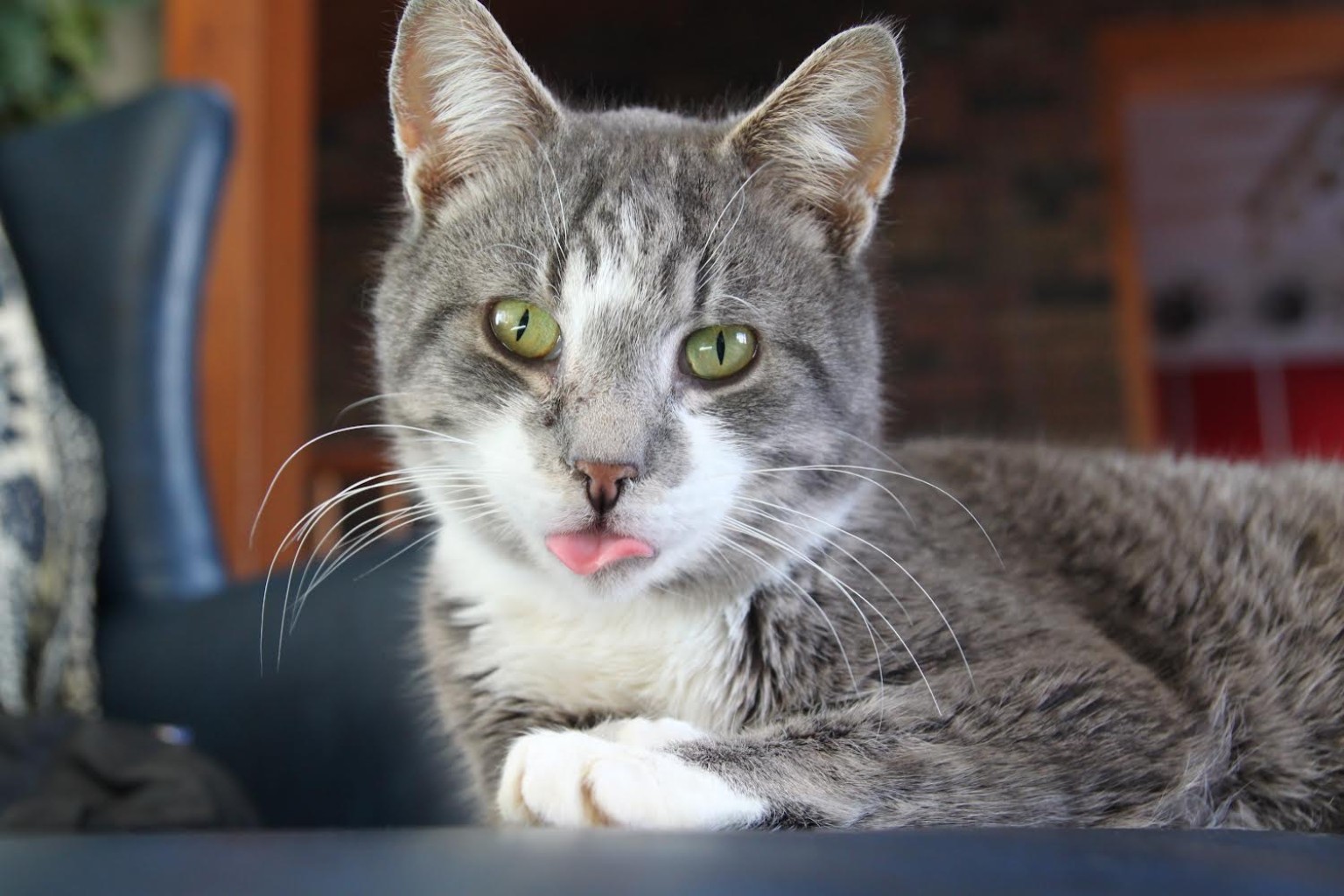 Grey and white cat with its tongue out photographed by Kota's Visual Vibes